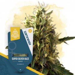 Super Silver Haze (Zamnesia...
