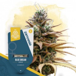 Blue Dream (Zamnesia Seeds)...