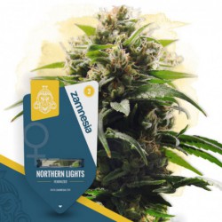 Northern Lights (Zamnesia...