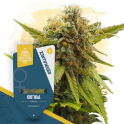Critical (Zamnesia Seeds)...