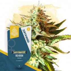OG Kush (Zamnesia Seeds)...