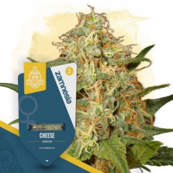 Cheese (Zamnesia Seeds)...