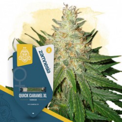 Quick Caramel XL (Zamnesia...
