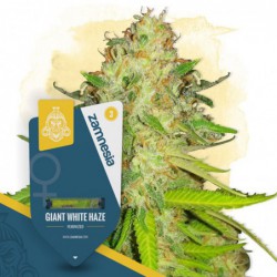 Giant White Haze (Zamnesia...