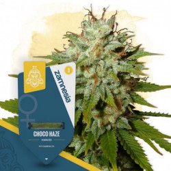 Choco Haze (Zamnesia Seeds)...