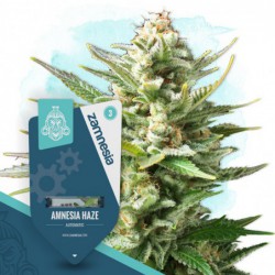 Amnesia Haze Automatic...