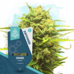 Caramel Automatic (Zamnesia...
