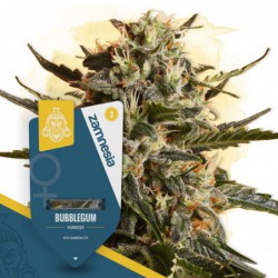 Bubblegum (Zamnesia Seeds)...