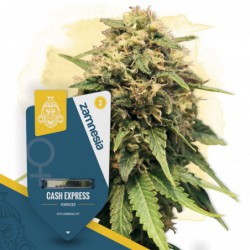 Cash Express (Zamnesia...