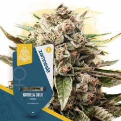 Gorilla Glue (Zamnesia...