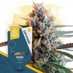 Banana (Zamnesia Seeds)...