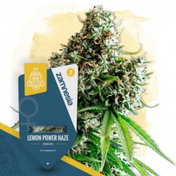 Lemon Power Haze (Zamnesia...
