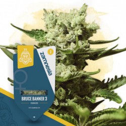 Bruce Banner 3 (Zamnesia...