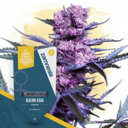 Kalini Asia (Zamnesia...