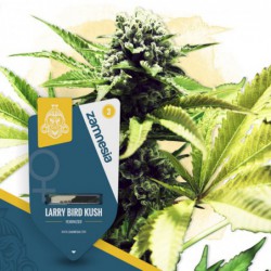 Larry Bird Kush (Zamnesia...
