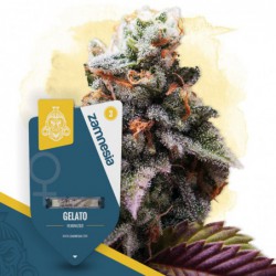 Gelato (Zamnesia Seeds)...