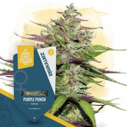 Purple Punch (Zamnesia...