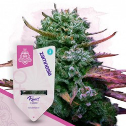 Runtz (Zamnesia Seeds)...
