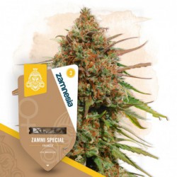 Zammi Special (Zamnesia...