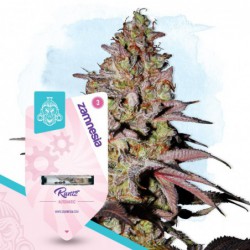 Runtz Auto (Zamnesia Seeds)...