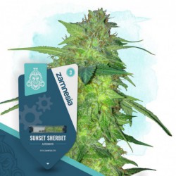 Sunset Sherbet Automatic...