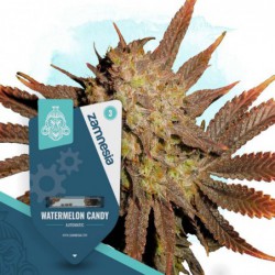 Watermelon Candy Automatic...