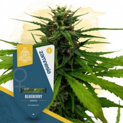 Blueberry (Zamnesia Seeds)...