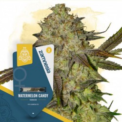 Watermelon Candy (Zamnesia...