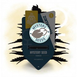 Zamnesia Mystery Seed...