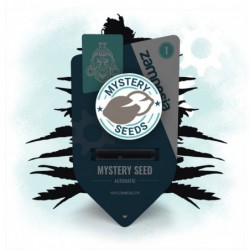 Zamnesia Mystery Seed...